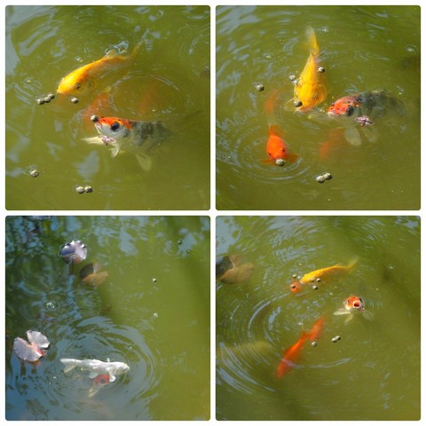 Водный мир на моем участке. - collage_photocat..jpg