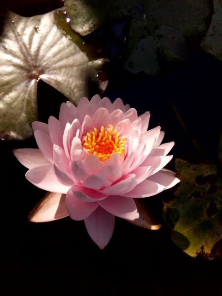 Кувшинки (нимфеи) в ассортименте - Siam Rose3.jpg