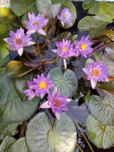 Кувшинки (нимфеи) в ассортименте - Siam purple2.jpg