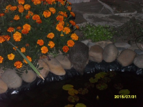 Второй кореновский пруд - SDC13925.JPG