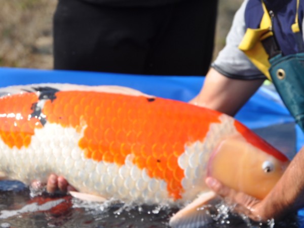 Карп кои- размер? - SSC_0554_547Koi.JPG