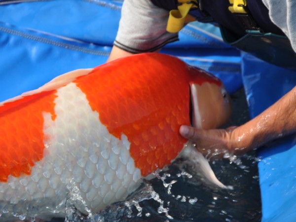 Карп кои- размер? - SSC_0583_576Koi.JPG