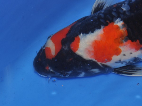 Кои- какими они бывают - SSC_0524_520Koi.JPG