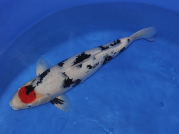 Кои- какими они бывают - SSC_0530_526Koi.JPG