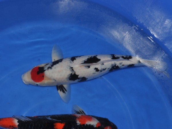 Кои- какими они бывают - SSC_0536_532Koi.JPG