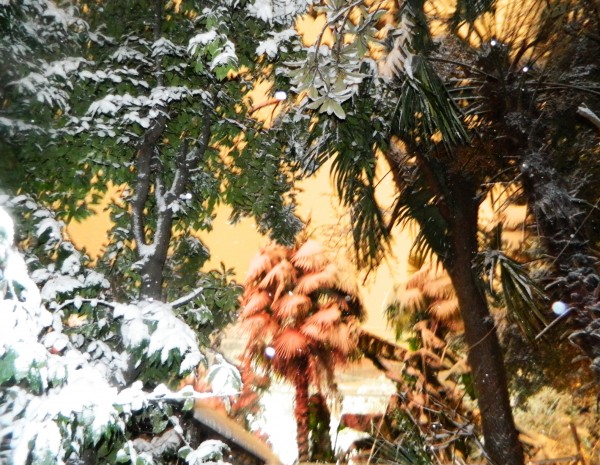 пальмы - DSCN6084..............................jpg