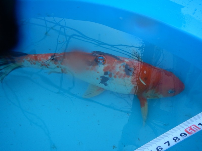 Прудик на побережье Чёрного моря - DSCN8189.JPG