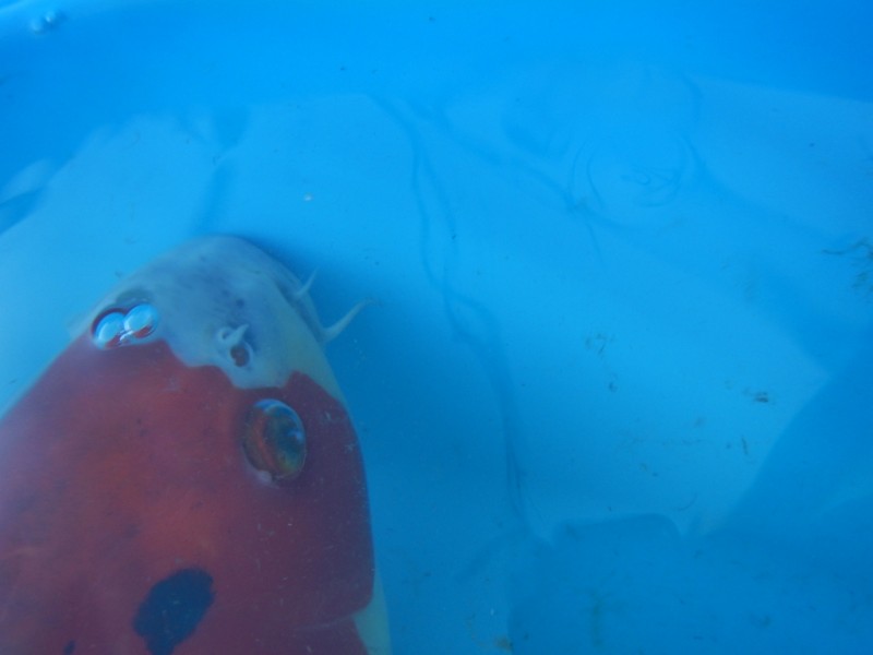 Прудик на побережье Чёрного моря - DSCN8198.JPG