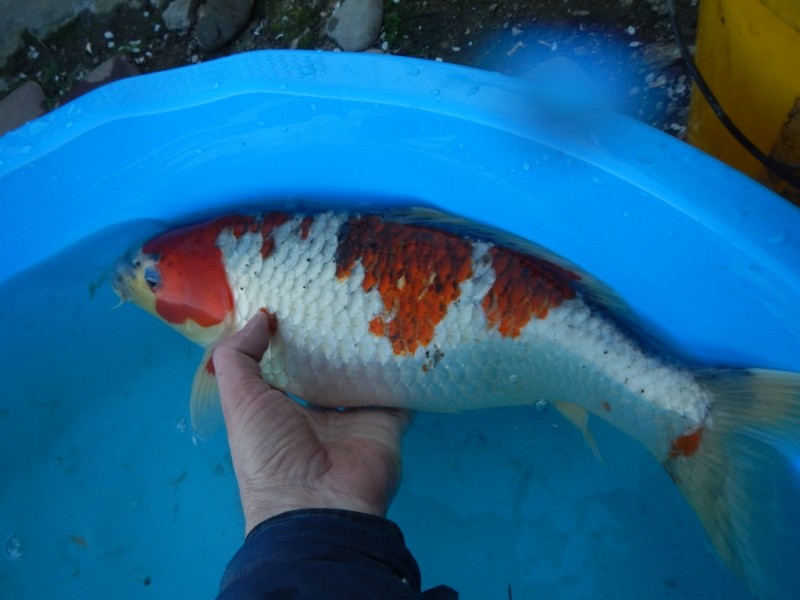 Прудик на побережье Чёрного моря - DSCN8205.JPG