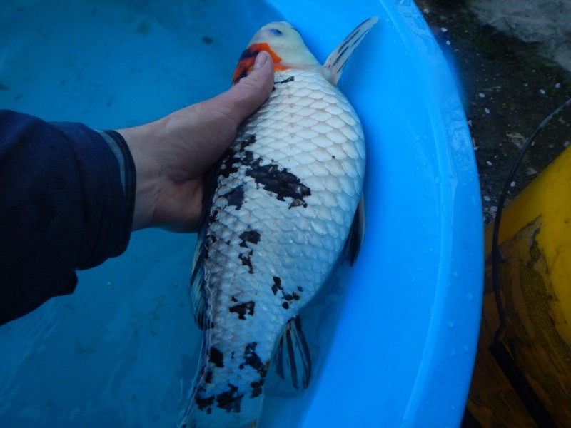 Прудик на побережье Чёрного моря - DSCN8222.JPG