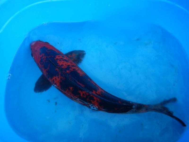 Прудик на побережье Чёрного моря - DSCN8269.JPG