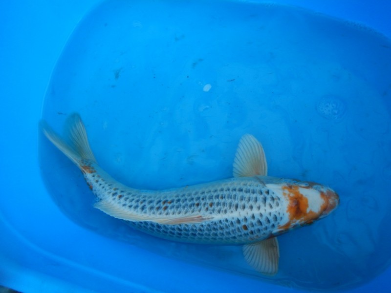 Прудик на побережье Чёрного моря - DSCN8371.JPG
