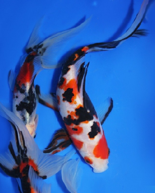 Фото наших прудовых питомцев, от рыбы до ужей и прочей твари - Goldfish08........jpg