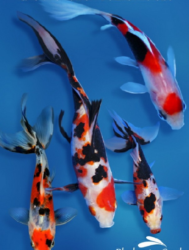 Фото наших прудовых питомцев, от рыбы до ужей и прочей твари - Goldfish13........jpg