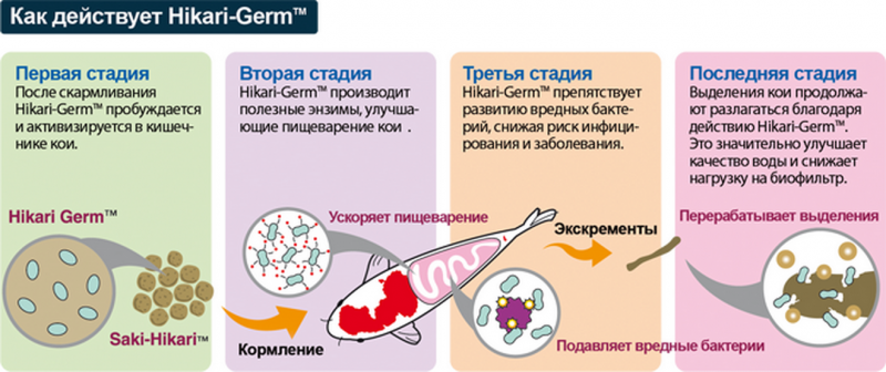 Мой пруд (Белгородская область) - Deystvie-korma-Hikari-Germ.png