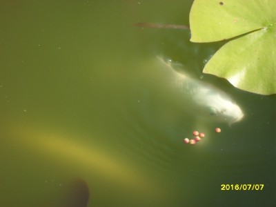 Второй кореновский пруд - SDC14139.JPG