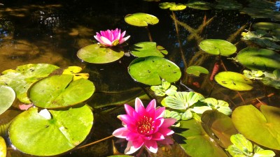 Вот и моё прудовое хозяйство! - P_20160713_084138.jpg