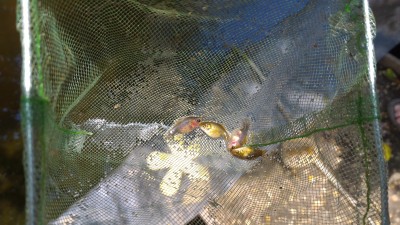 Вот и моё прудовое хозяйство! - P_20160723_115006.jpg