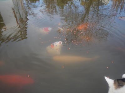 Прудик на побережье Чёрного моря - DSCN8049.JPG