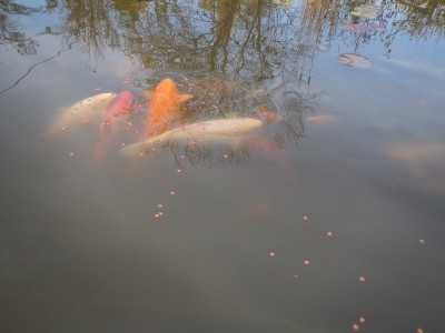 Прудик на побережье Чёрного моря - DSCN8066.JPG