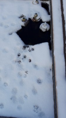 Мой пруд (Крымск) - IMG_20170130_162442.jpg