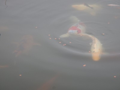 Прудик на побережье Чёрного моря - DSCN8799.JPG