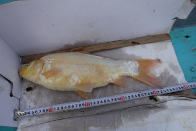 Прудик на побережье Чёрного моря - DSCF0088.JPG