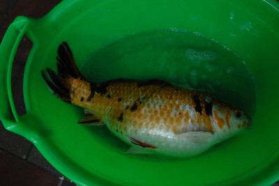 Прудик на побережье Чёрного моря - DSCF0027.JPG