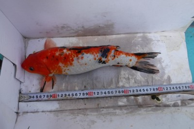 Прудик на побережье Чёрного моря - DSCF0053.JPG