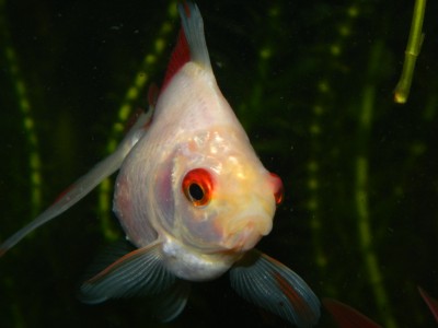 Мини аква-пруд (Адлер) - DSCN9324.JPG