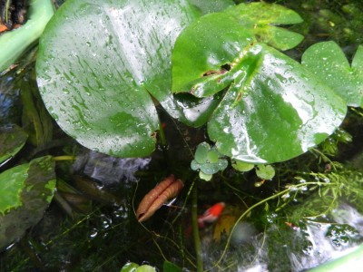 Мини аква-пруд (Адлер) - DSCN9582....jpg