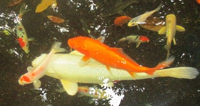 Мини аква-пруд (Адлер) - IMG_1144..............jpg