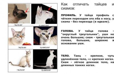 Болталка обо всём, и ни о чём. - 273802416_8_644x461_istinnye-siamskie-kotyata-ne-tayskie-s-dokumentami-_rev003.jpg