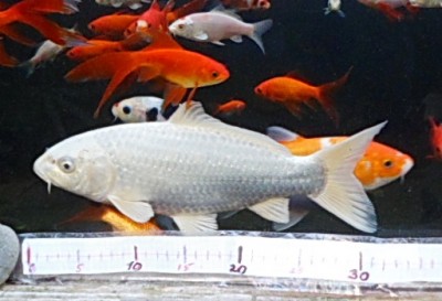 Мини аква-пруд (Адлер) - SAM_6904..........jpg