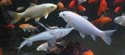 Мини аква-пруд (Адлер) - SAM_6976............jpg