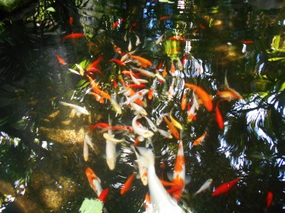 Мини аква-пруд (Адлер) - DSCN0926...jpg