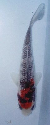 Пруд, просто пруд. - 20190215_191129 (1).....jpg