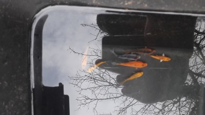 Пруд, просто пруд. - 20190316_115222.jpg