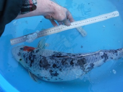 Прудик на побережье Чёрного моря - DSCF9852.JPG
