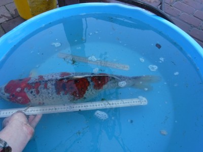 Прудик на побережье Чёрного моря - DSCF9860.JPG