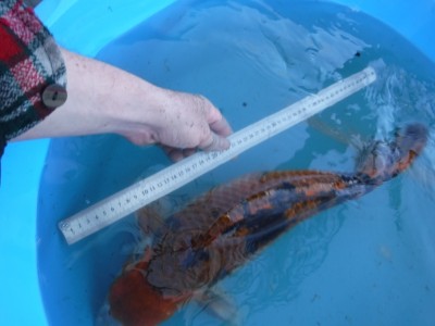 Прудик на побережье Чёрного моря - DSCF9890.JPG