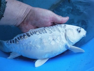 Прудик на побережье Чёрного моря - DSCF9944.JPG