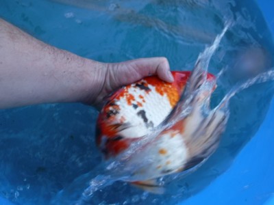 Прудик на побережье Чёрного моря - DSCF9902.JPG