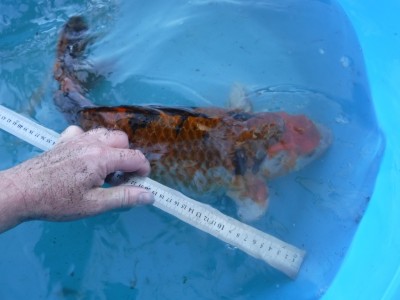 Прудик на побережье Чёрного моря - DSCF9892.JPG