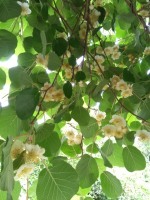 Переделка пруда. - IMG_20190602_153250.jpg