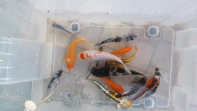 Пруд, просто пруд. - 20190627_195215.jpg