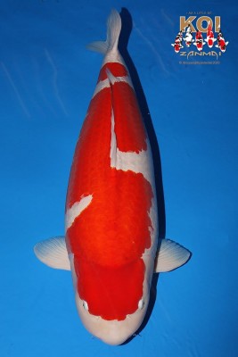 События в мире карпов кои. - Dainichi Kohaku 1 Grande priz 51 AJKS.jpg