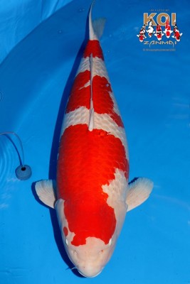События в мире карпов кои. - Kohaku is Momotaro 107см.jpg
