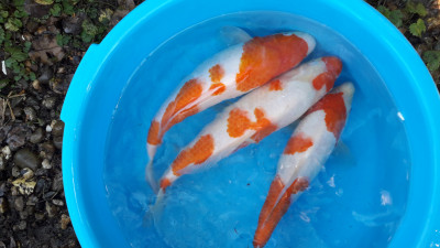 Пруд, просто пруд. - 20201024_134506.jpg