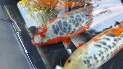 Пруд, просто пруд. - 20201024_135331.jpg